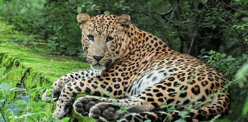 Mammals in Corcovado National Park